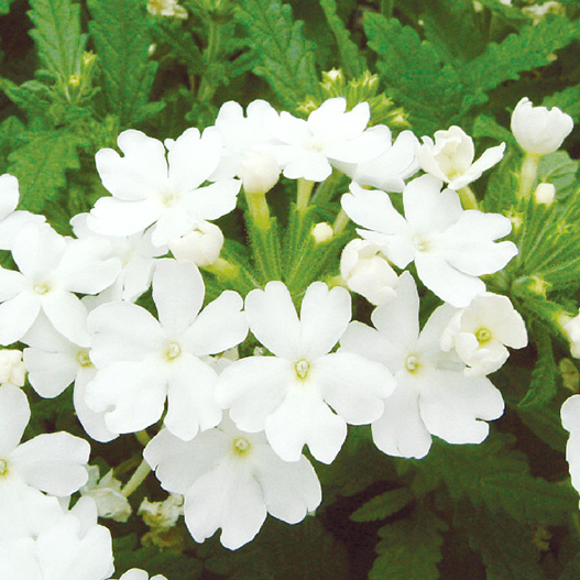 バーベナ　オブセッション シリーズ 