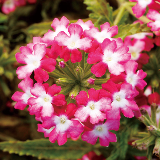 バーベナ　オブセッション シリーズ 