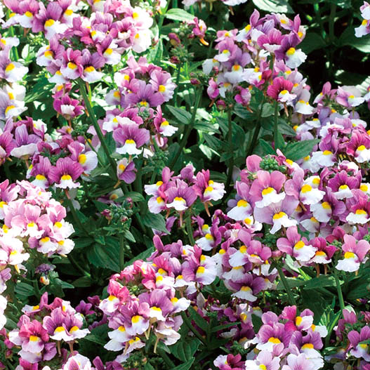 ネメシア　プリティープリーズ シリーズ 