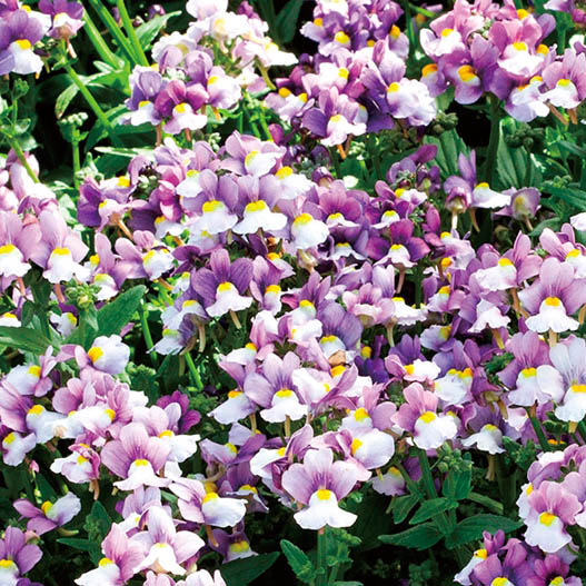 ネメシア プリティープリーズ シリーズ｜WEBカタログ｜未来アグリス