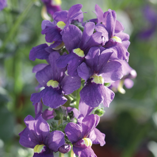 ネメシア　セブンスヘブン シリーズ 