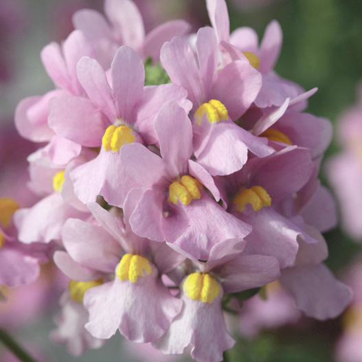 ネメシア　セブンスヘブン シリーズ 