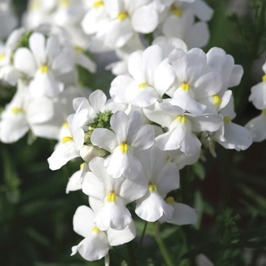 ネメシア　セブンスヘブン シリーズ 