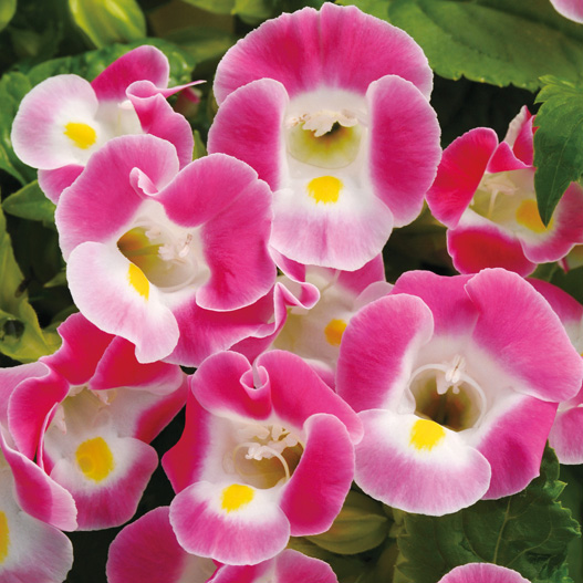 トレニア　カウアイ シリーズ 