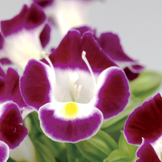 トレニア　ハイライト シリーズ 