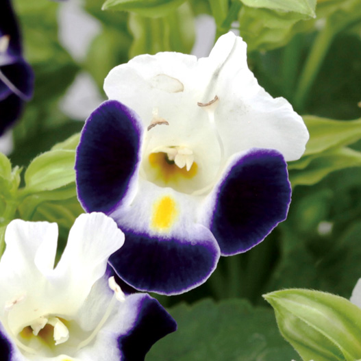 トレニア　ハイライト シリーズ 