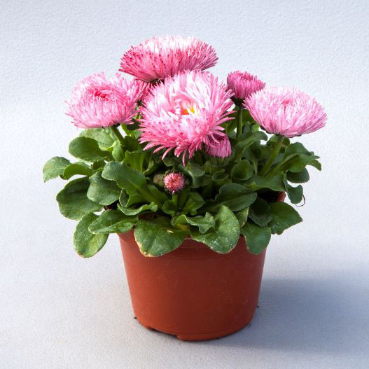 デージー　バンバン シリーズ 