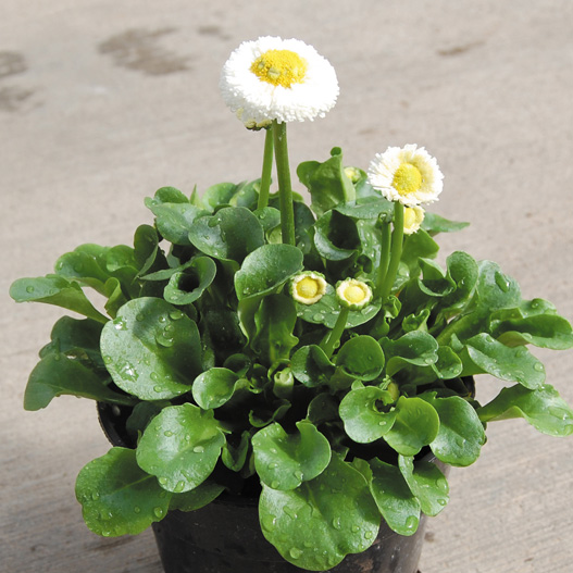 デージー　スピードスタープラス シリーズ 