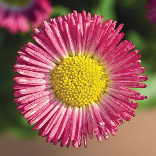 デージー　スピードスタープラス シリーズ 