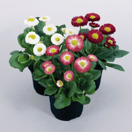 デージー　スピードスタープラス シリーズ 