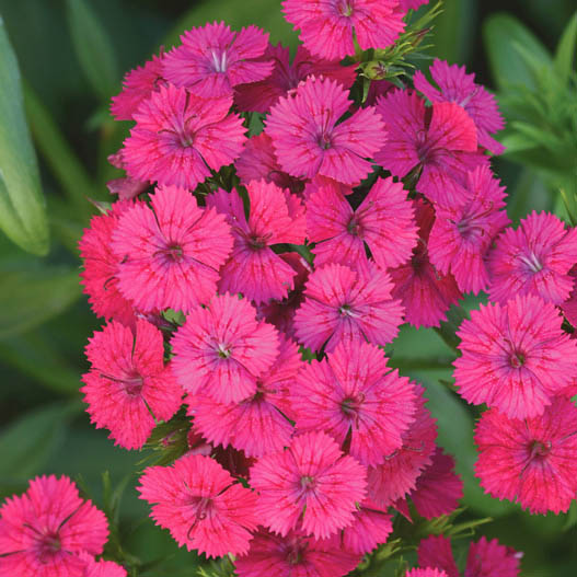 ダイアンサス　ジョルト シリーズ 