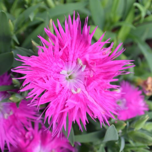 ダイアンサス F1　スープラ シリーズ 