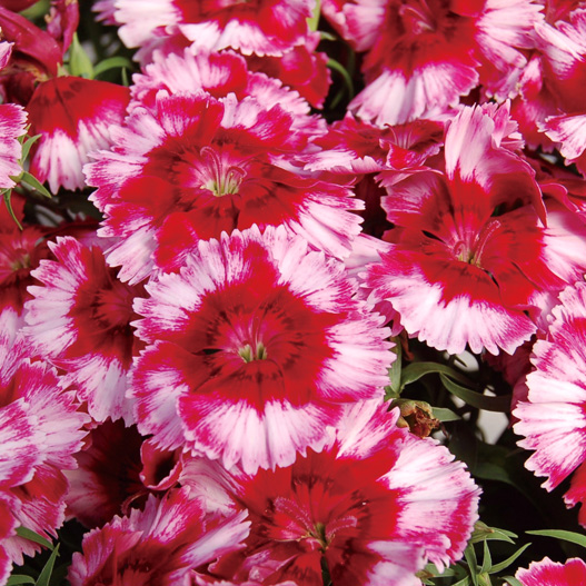 ダイアンサス F1　ダイアナ シリーズ 