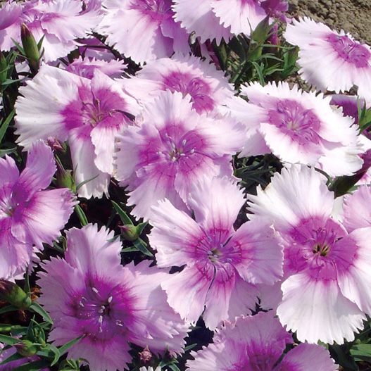 ダイアンサス F1　ダイアナ シリーズ 