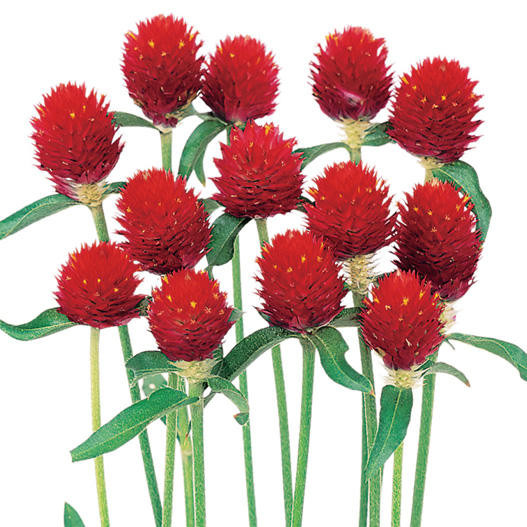 センニチコウ ハーゲアナ　ストロベリーフィールド・ラズベリーフィールド 