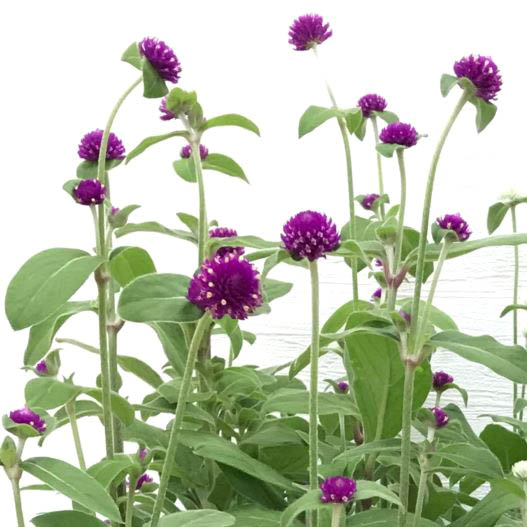 センニチコウ グロボーサ　ラスベガス シリーズ 