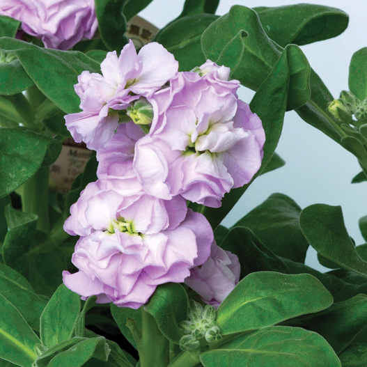 ストック　ベイビー シリーズ 