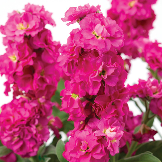 ストック　ベイビー シリーズ 