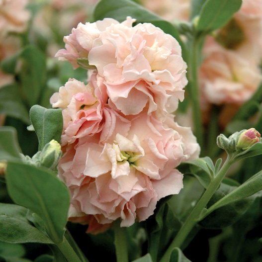 ストック　ベイビー シリーズ 