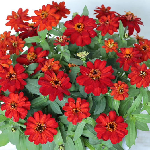 ジニア　プロフュージョン シリーズ 