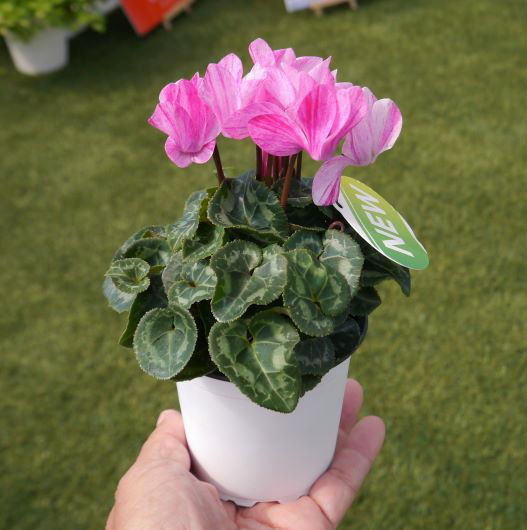 シクラメン F1　クレヨン シリーズ ミニチュア系品種