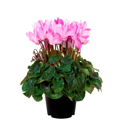 シクラメン F1　クレヨン シリーズ ミニチュア系品種