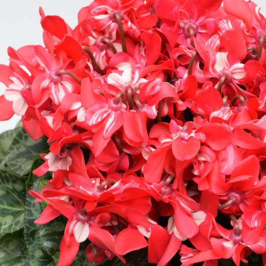 シクラメン F1　ジックス シリーズ ミニチュア系品種