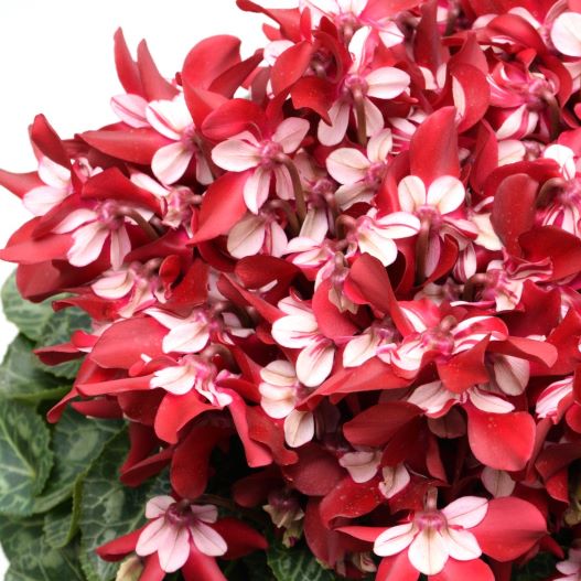 シクラメン F1　ジックス シリーズ ミニチュア系品種