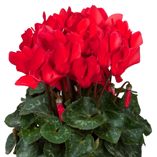 シクラメン F1　スーパーアルーレ シリーズ 中輪系品種