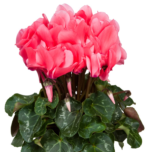 シクラメン F1　スーパーアルーレ シリーズ 中輪系品種