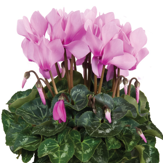 シクラメン F1　スーパーアルーレ シリーズ 中輪系品種