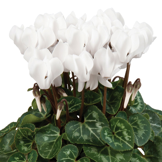 シクラメン F1　スーパーカリーニョ シリーズ ミニチュア系品種