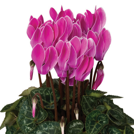 シクラメン F1　スーパーベラノ シリーズ ミニチュア系品種