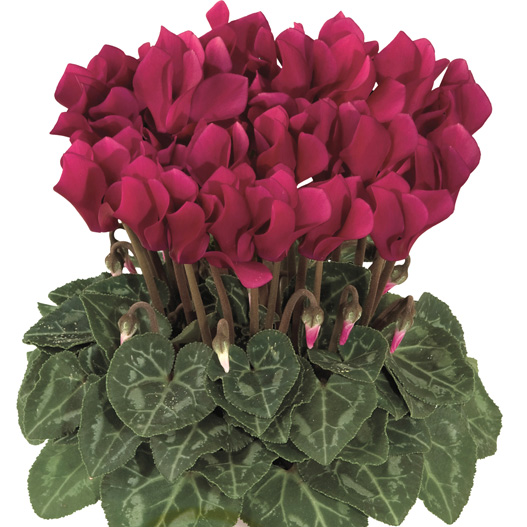 シクラメン F1　スマーティス シリーズ ミニチュア系品種