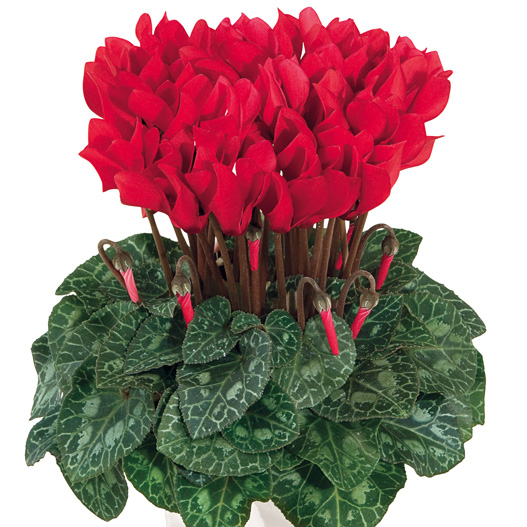 シクラメン F1　スマーティス シリーズ ミニチュア系品種