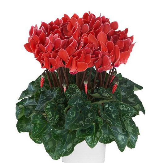 シクラメン F1　メティス シリーズ ミニチュア系品種