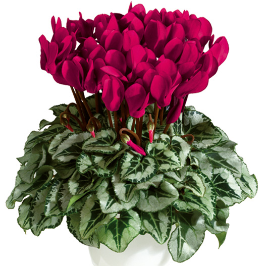 シクラメン F1　メティス シリーズ ミニチュア系品種