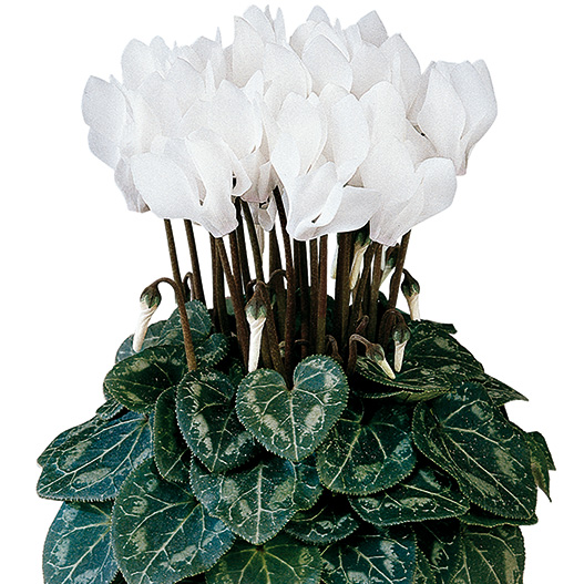 シクラメン F1　メティス シリーズ ミニチュア系品種