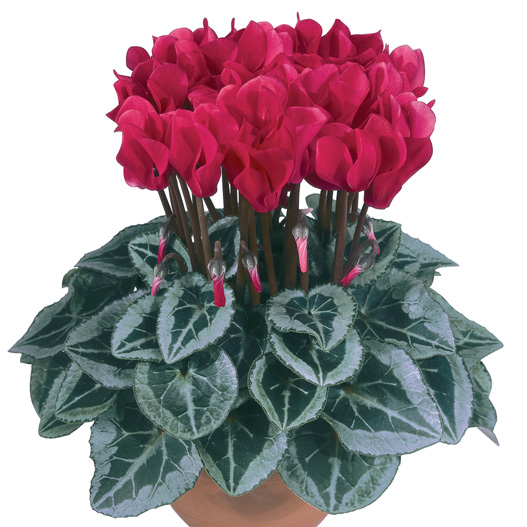 シクラメン F1　メティス シリーズ ミニチュア系品種