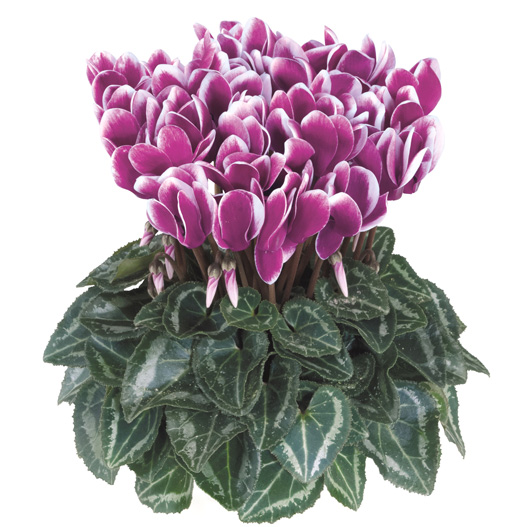 シクラメン F1　メティス ファンタジア シリーズ ミニチュア系品種