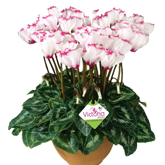 シクラメン F1　メティス ビクトリア シリーズ ミニチュア系品種