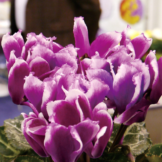 シクラメン F1　リリベル シリーズ ミニチュア系品種