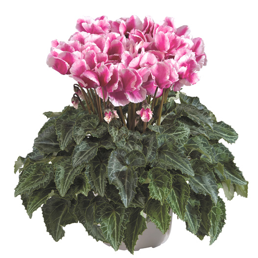 シクラメン F1　メティス アバニコ シリーズ ミニチュア系品種