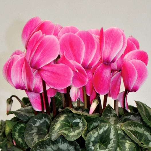 シクラメン 松尾シャワー シリーズ｜WEBカタログ｜未来アグリス株式