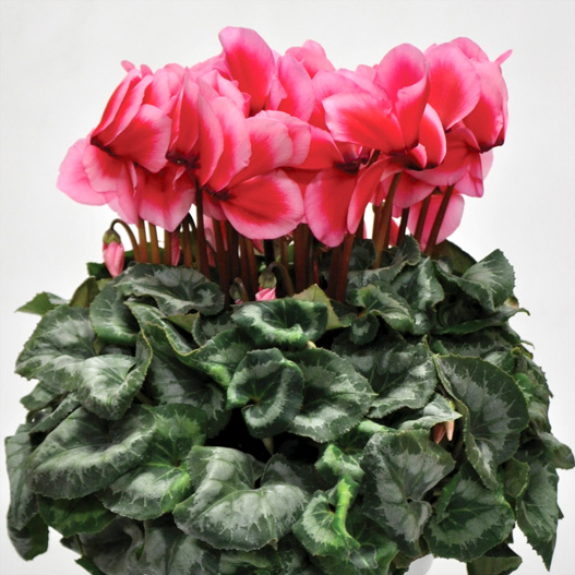 シクラメン　松尾リップ シリーズ 大輪系品種