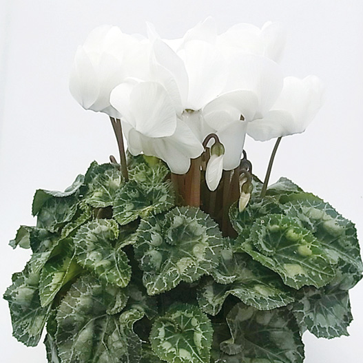 シクラメン　松尾パステル シリーズ 大輪系品種