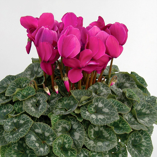 シクラメン　松尾パステル シリーズ 大輪系品種