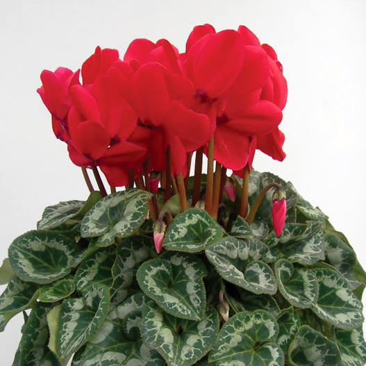 シクラメン　松尾パステル シリーズ 大輪系品種