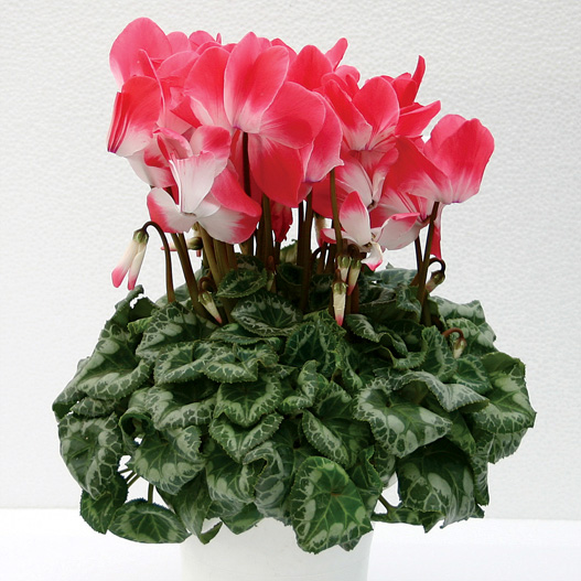 シクラメン　プルマージュ シリーズ 大輪系品種