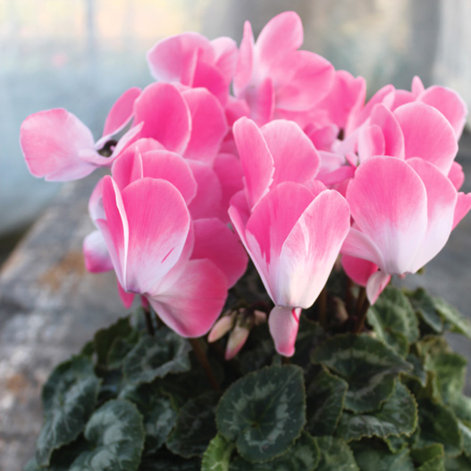 シクラメン　プルマージュ シリーズ 大輪系品種